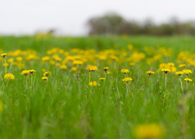 Radura con denti di leone in fiore nell'erba verde 3