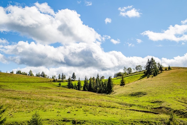 Radura con erba sulle colline con boschi di conifere su uno sfondo di montagne e cielo blu con nuvole