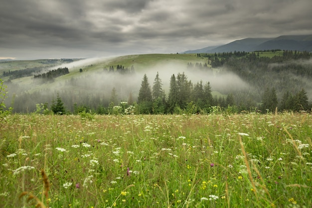 Radura con fiori di campo e catena montuosa all'alba