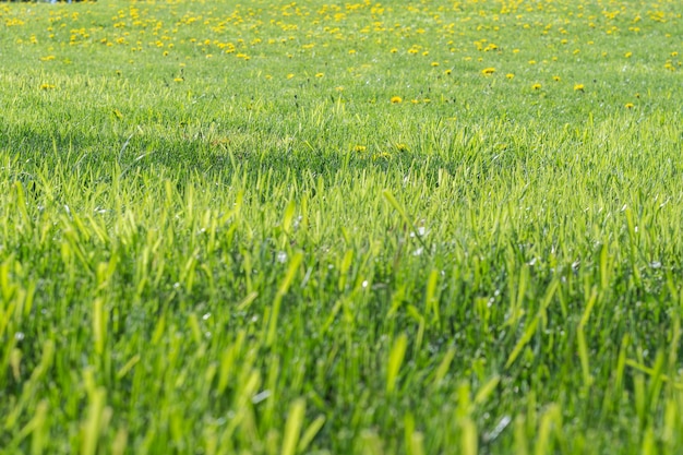 Radura dei denti di leone gialli su un'erba verde