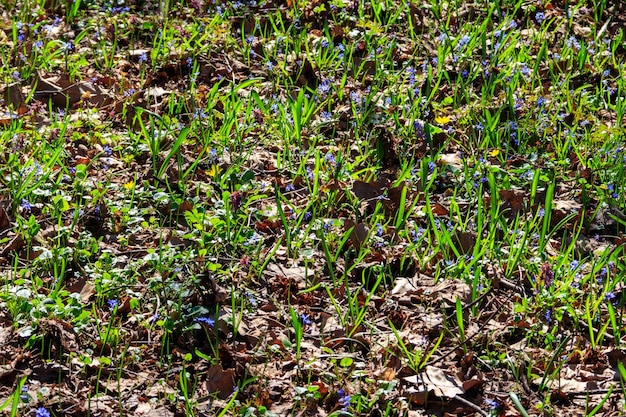 Radura del bosco con i primi fiori primaverili