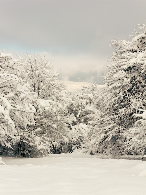 Radura della foresta nella neve, paesaggio invernale