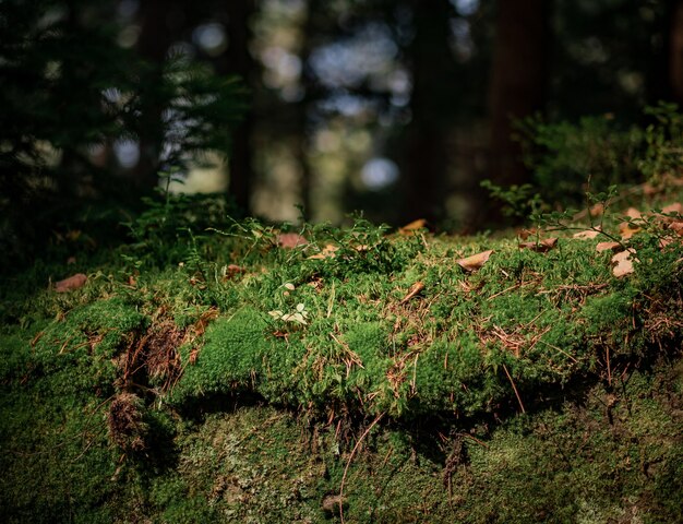 Radura della foresta ricoperta di muschio, alberi