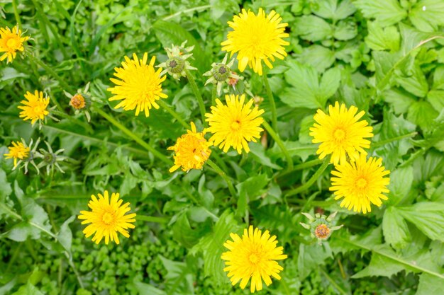 Radura di denti di leone freschi di prato in una soleggiata giornata primaverile. Denti di leone in fiore. Ottimo sfondo per l'espressione del mood primaverile.