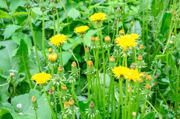 Radura di denti di leone freschi di prato in una soleggiata giornata primaverile Denti di leone in fiore Sfondo eccellente per l'espressione dell'umore primaverile