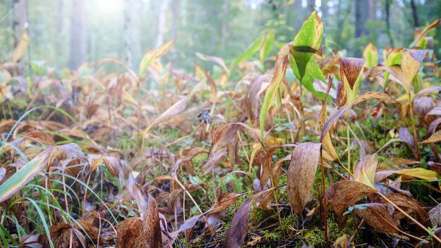 Radura di foglie gialle del mughetto Convallaria majalis nella foresta autunnale