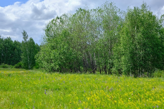Radura forestale con sfondo di erbe fiorite foresta di betulle