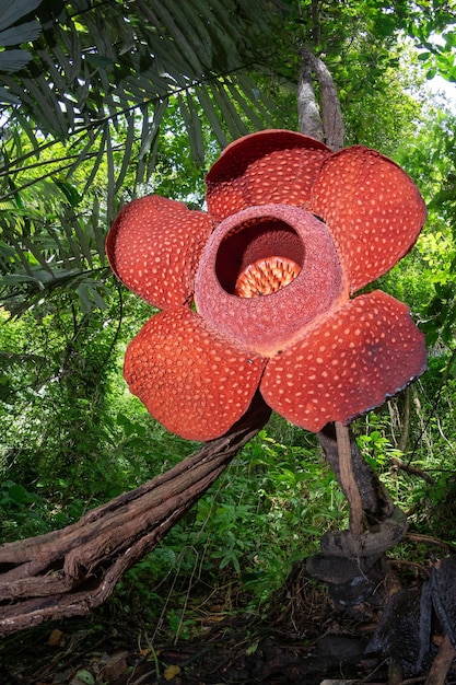 Rafflesia Fiore in primo piano