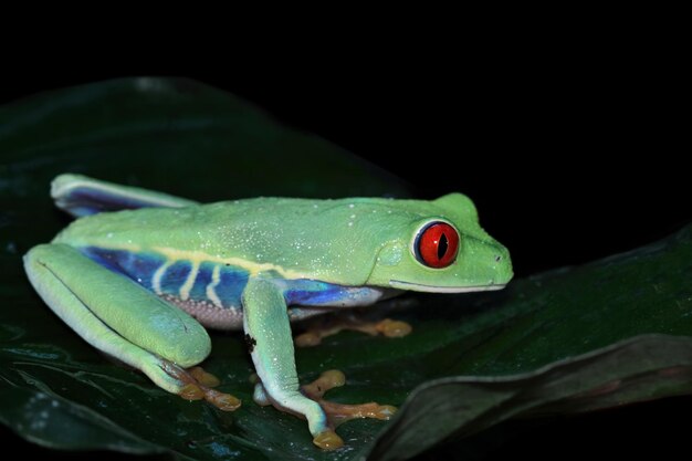 Raganella amazzonica dagli occhi rossi sulle foglie, Agalychnis callidryas