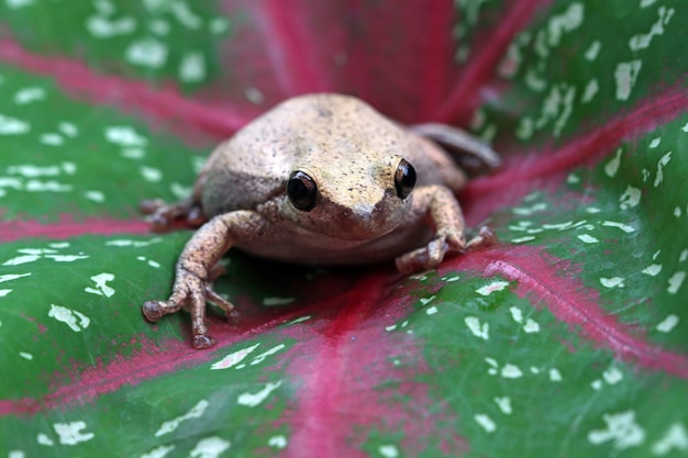 raganella australiana su foglie rosse