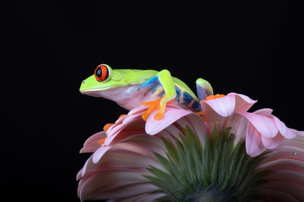 Raganella dagli occhi rossi appollaiata su un fiore di crisantemo