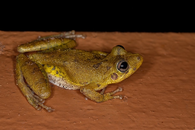 Raganella dal muso a macchie fuscous della specie Scinax fuscovarius