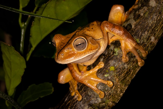 raganella del fabbro, raganella del fabbro o rana del fabbro è una specie di rana nella famiglia Hylidae