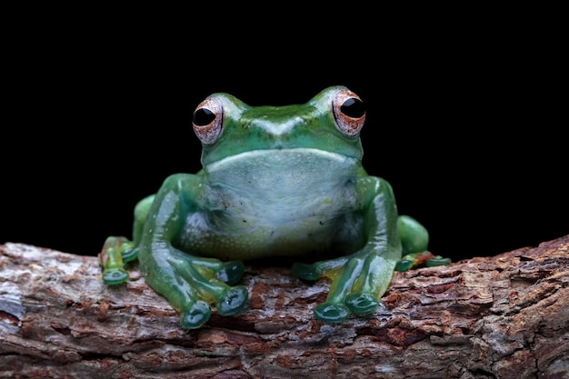 Raganella di giada seduta su ramo con sfondo nero, Rhacophorus dulitensis, primo piano animale