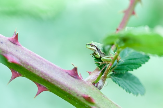 Raganella europea