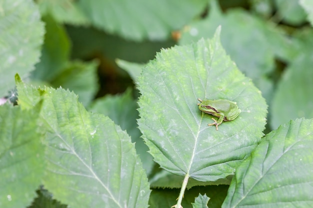 Raganella europea