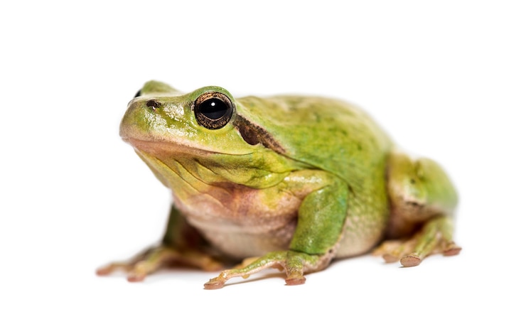 Foto raganella mediterranea o raganella senza strisce, hyla meridionalis, davanti al bianco