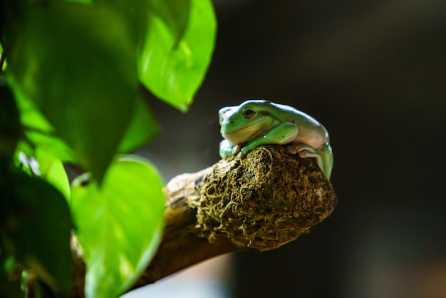 Raganella nella foresta pluviale amazzonica del Brasile