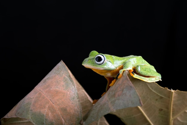 Raganella palmata nera tra foglie secche