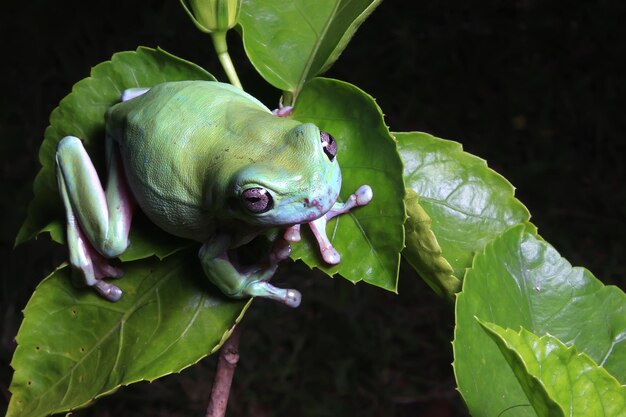 Raganella verde, rana tozza sul ramo