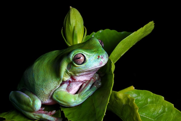 Raganella verde, rana tozza sul ramo