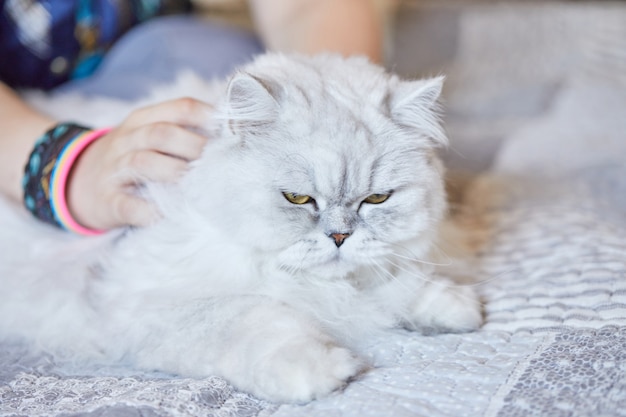 Ragazza che accarezza il gatto bianco britannico a pelo lungo a casa