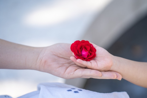 ragazza che dà a sua madre un fiore