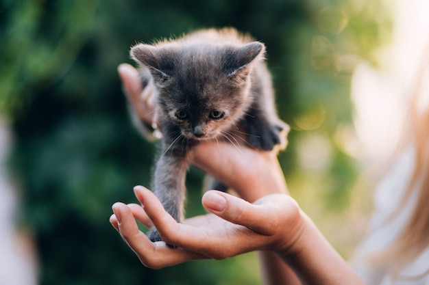 Ragazza che giudica bello gattino all'aperto