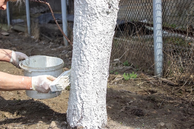 Ragazza che imbianca un tronco d'albero in un giardino primaverile Imbiancatura della protezione degli alberi primaverili dagli insetti e dal fuoco selettivo dei parassiti