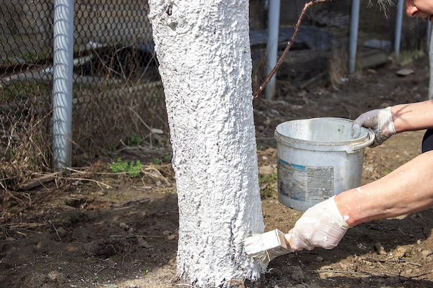 Ragazza che imbianca un tronco d'albero in un giardino primaverile Imbiancatura della protezione degli alberi primaverili dagli insetti e dal fuoco selettivo dei parassiti