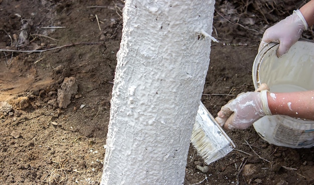 Ragazza che imbianca un tronco d'albero in un giardino primaverile Imbiancatura della protezione degli alberi primaverili dagli insetti e dal fuoco selettivo dei parassiti