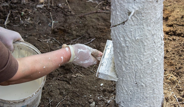 Ragazza che imbianca un tronco d'albero in un giardino primaverile Imbiancatura della protezione degli alberi primaverili dagli insetti e dal fuoco selettivo dei parassiti