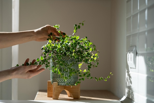 Ragazza che si prende cura della pianta di ficus a casa che tiene la pianta d'appartamento in vaso di ceramica che tocca le foglie verdi