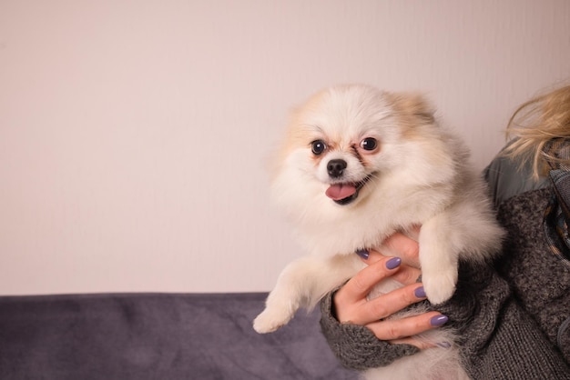 Ragazza che tiene un cane Spitz. La padrona di casa ama il suo animale domestico.