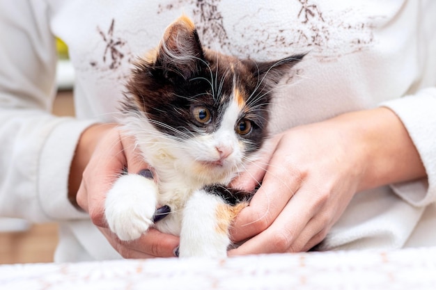 Ragazza che tiene un simpatico gattino birichino animali interessanti