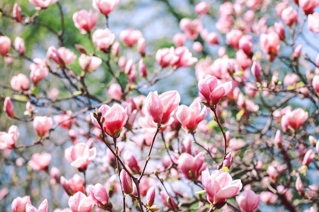 Ragazza che tiene una magnolia primaverile nel parco