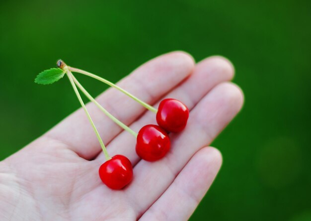 Ragazza che tiene una manciata di ciliegie nel palmo della mano