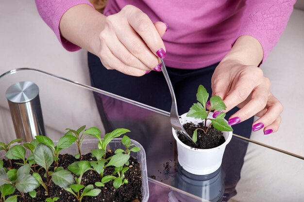 Ragazza che trapianta le piantine di piante in un nuovo vaso a casa