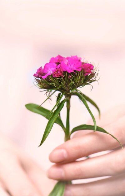 Ragazza con fiore di prato