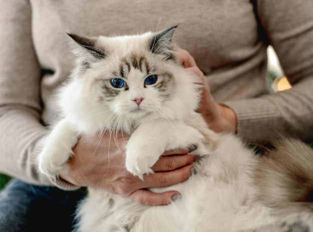 Ragazza con gatto ragdoll a Natale