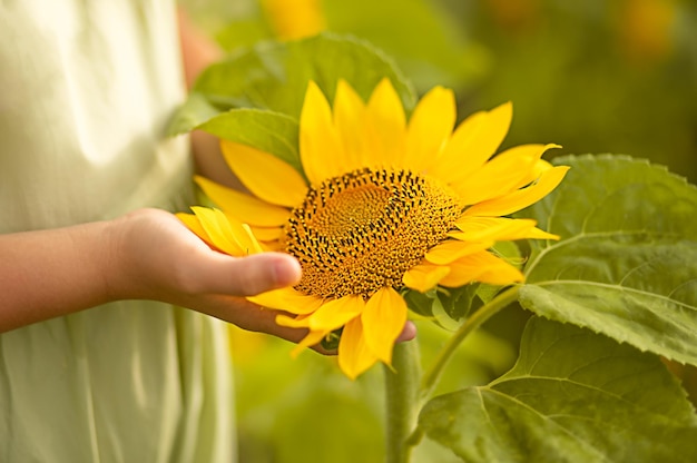 ragazza del bambino che tiene un girasoli