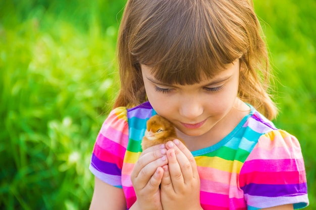 Ragazza del bambino con pollo in mano. Messa a fuoco selettiva