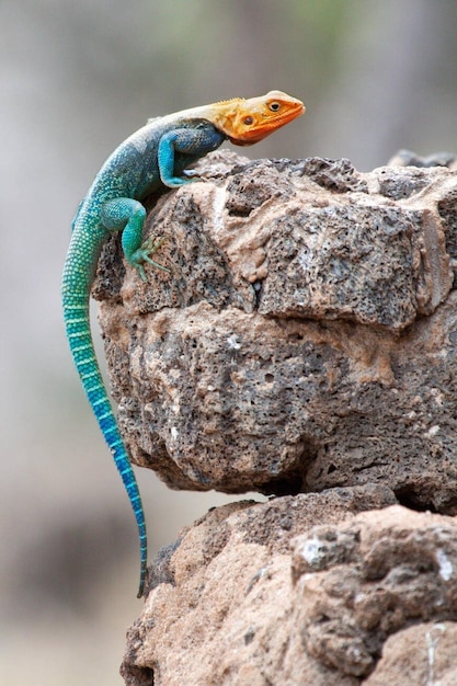 Ragazza di lucertola agama a testa rossa che si prende il sole sulla roccia nel parco nazionale di Masai Mara, in Kenya, Africa