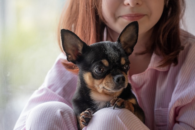 Ragazza e cane. Ragazza con il suo animale domestico tra le braccia. Chihuahua in colore bianco marrone nero.