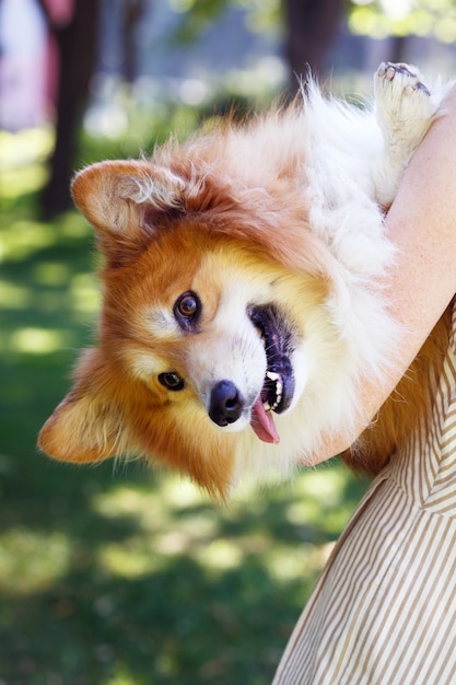 Ragazza e cane