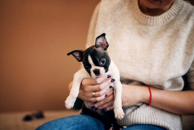 Ragazza giovane azienda bellissimo cane con entrambe le mani. Boston terrier.