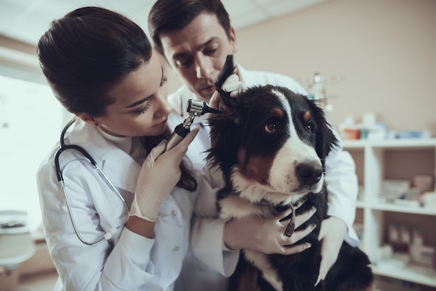 Ragazza graziosa che controlla le orecchie del cane pastore con l'otoscopio.