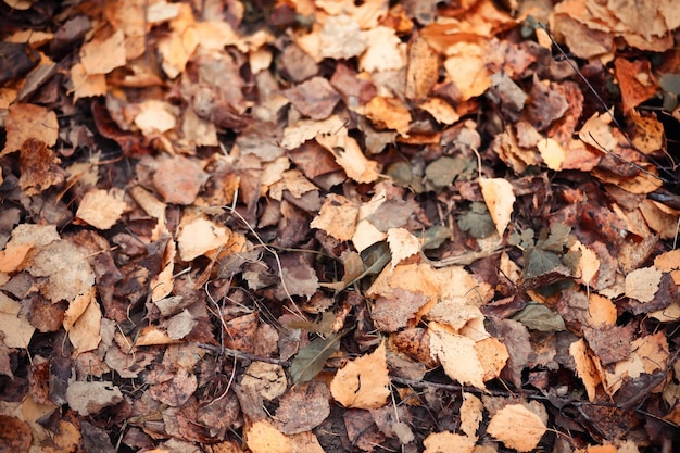 Ragazza in una passeggiata nel giardino d'autunno