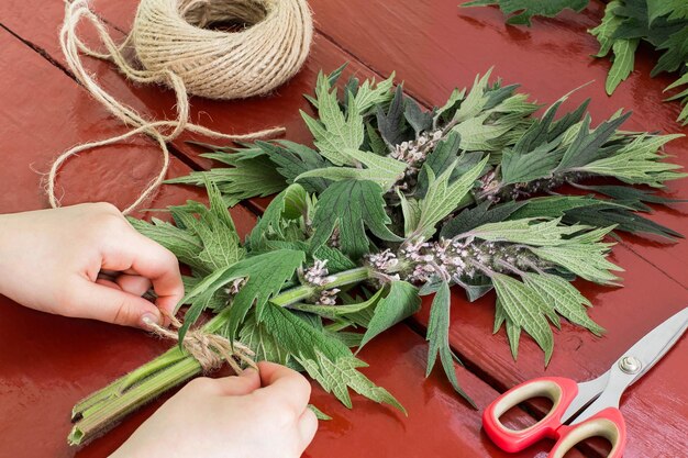 Ragazza legano motherwort Leonurus cardiaca in fasci