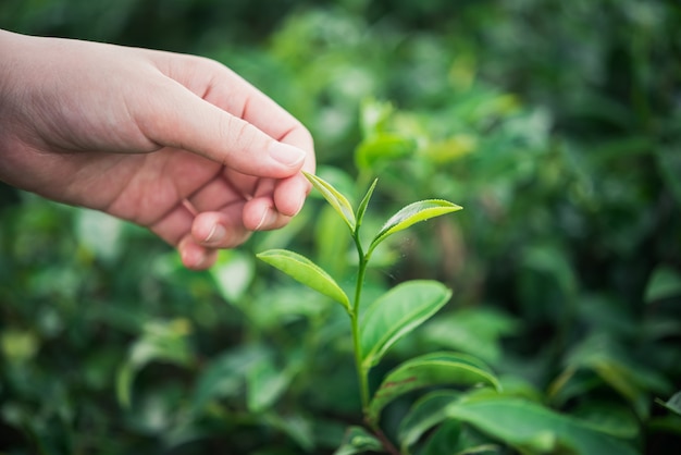 ragazza mano raccolta foglia di tè verde presso la fattoria del tè